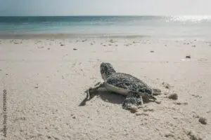 Turtles, Eggs, and The Ocean's Call Baby Turtles 300x200 - Turtles, Eggs, and The Ocean's Call