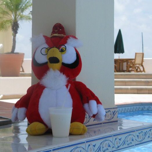 Owlie 6 e1747519918940 - How We Got Martin (And How He Got His Name)